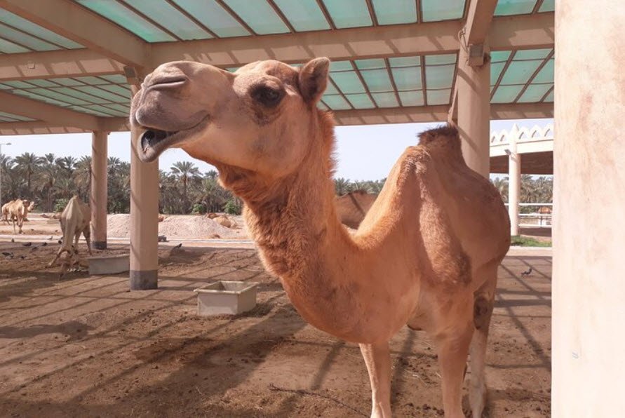 Royal Camel Farm, Janabiya, Northern Governorate, Bahrain